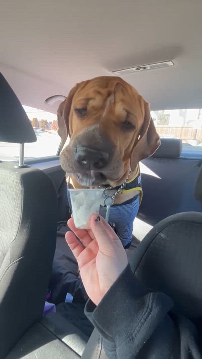 Enlarge Heidi, an adopted mixed breed in Edmonton, AB video 2/5