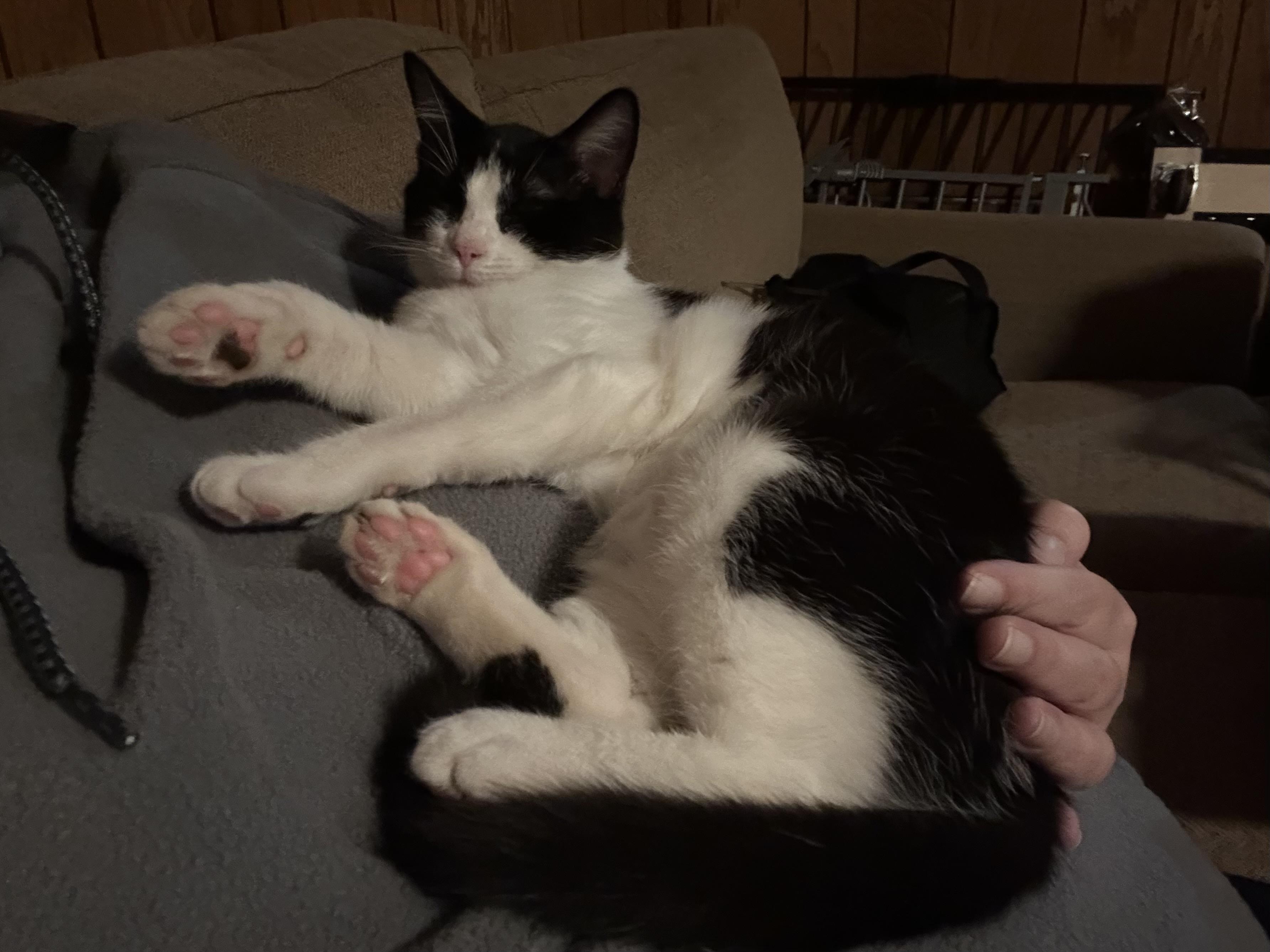 Enlarge Betsy and Beverly, a Adoptable mixed breed in Pittsboro, NC image 1/6