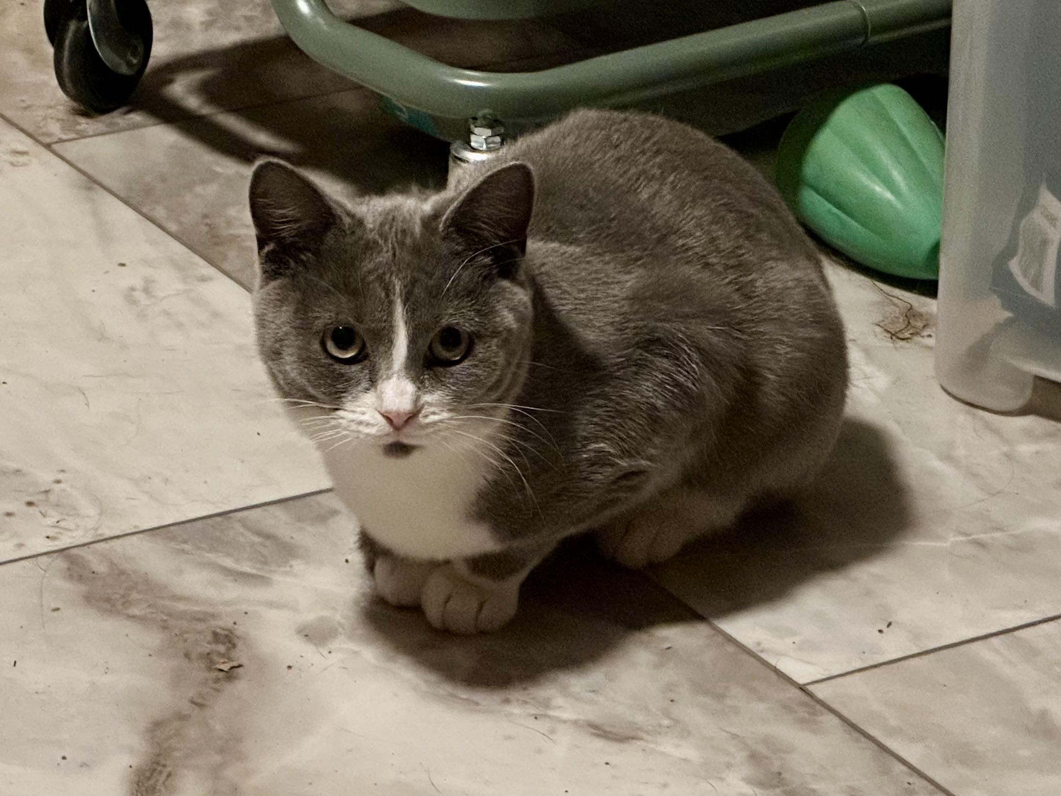 Enlarge Betsy and Beverly, a Adoptable mixed breed in Pittsboro, NC image 5/6