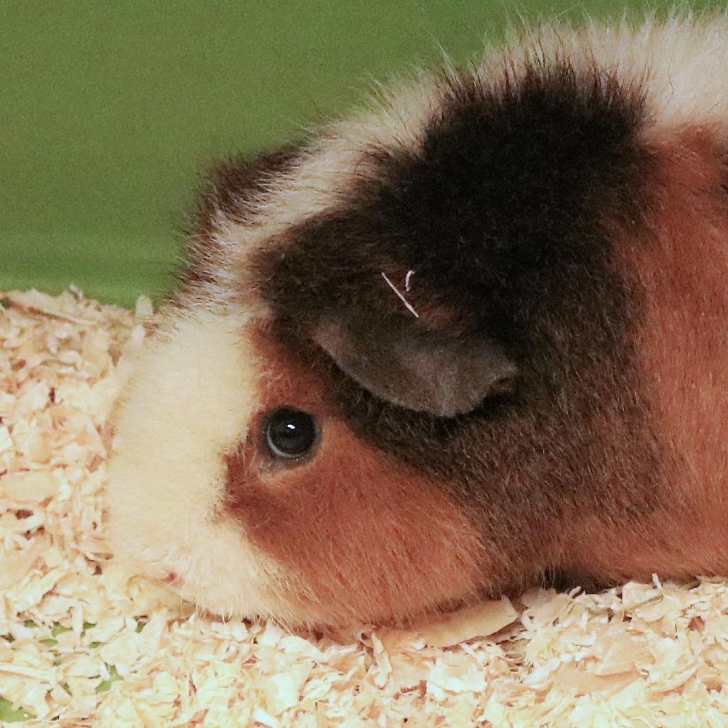 Enlarge Henry, a Adoptable Guinea Pig in Rifle, CO image 3/4