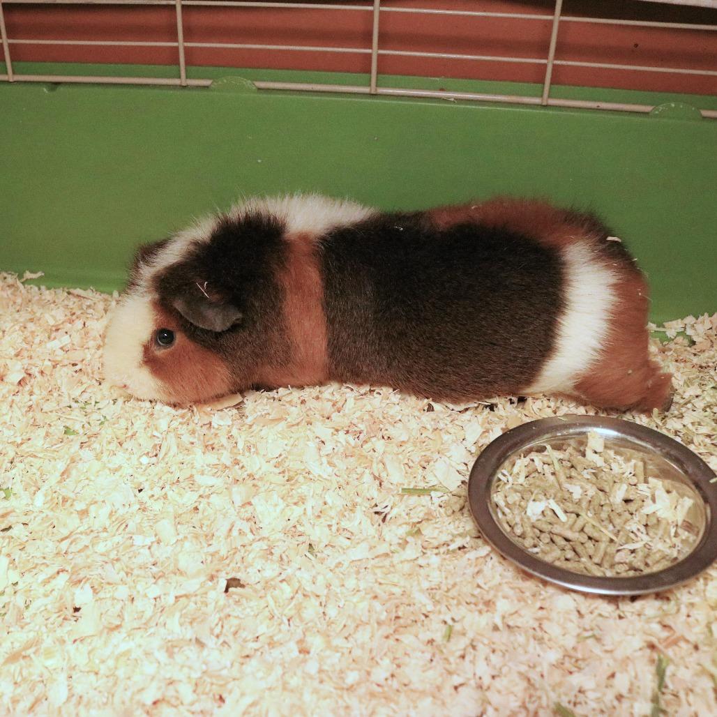 Enlarge Henry, a Adoptable Guinea Pig in Rifle, CO image 4/4