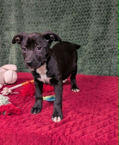 Enlarge Foxtrot, a ADOPTABLE mixed breed in Cleburne, TX image 3/3