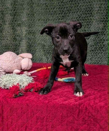 Enlarge Foxtrot, a ADOPTABLE mixed breed in Cleburne, TX image 2/3