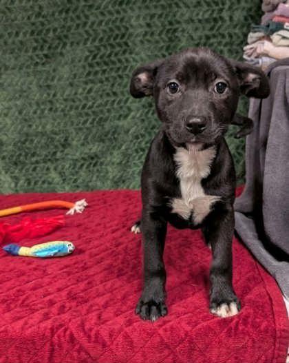 Enlarge Foxtrot, a ADOPTABLE mixed breed in Cleburne, TX image 1/3
