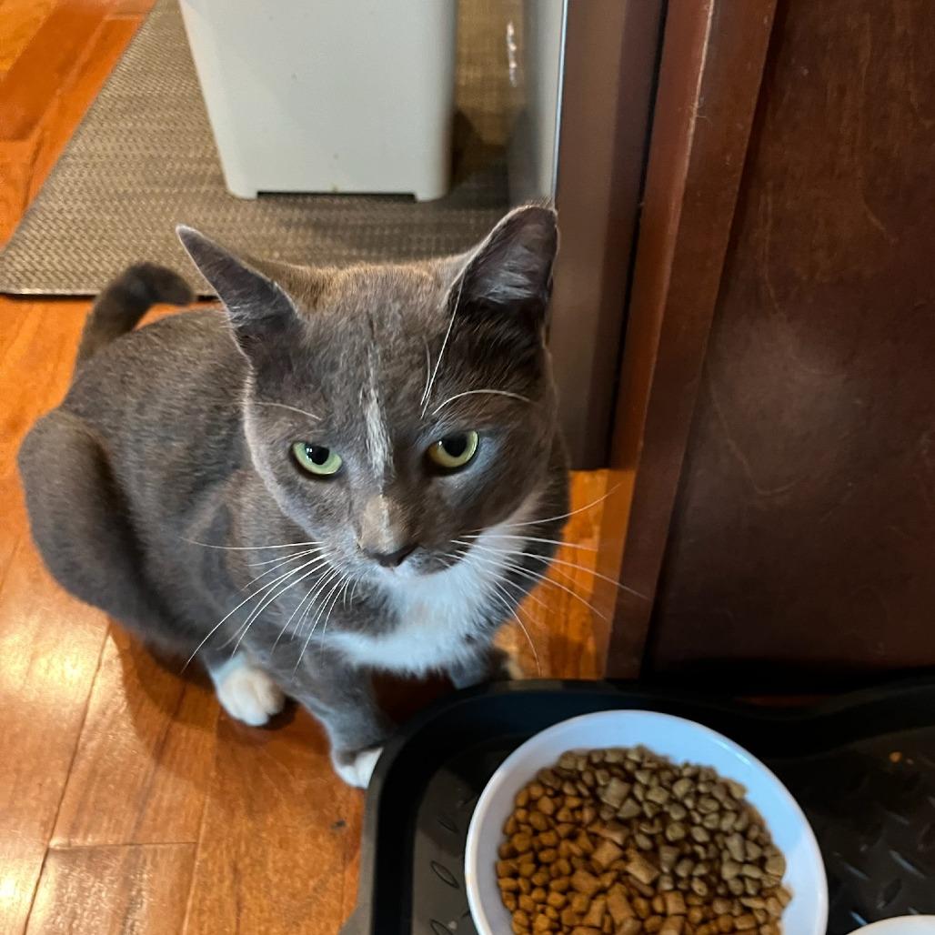 Houdini, Adoptable, Adult Male Domestic Short Hair.