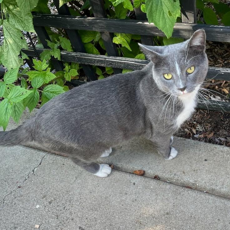Houdini, a Adoptable Domestic Short Hair in La Grange, KY image 2/2