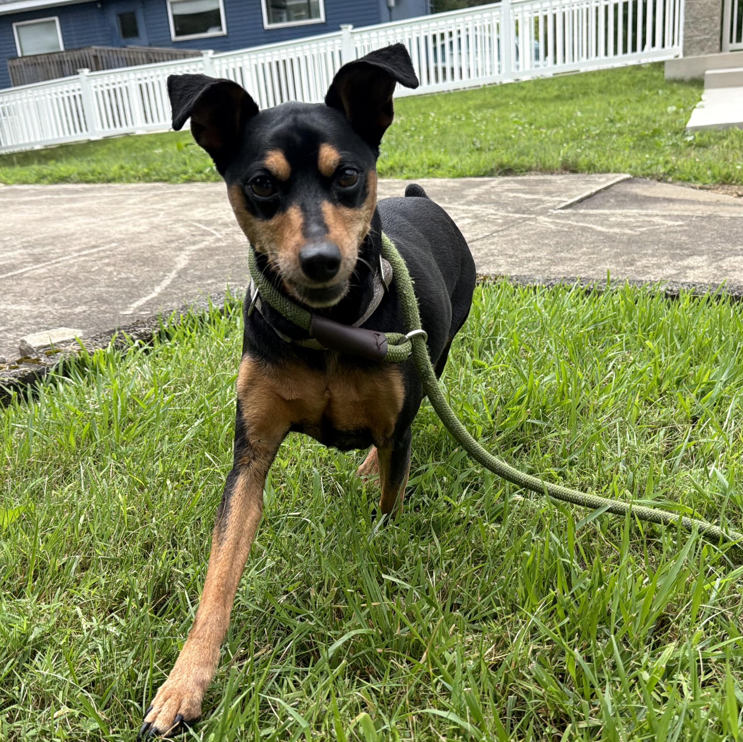 Enlarge Aira, a Adoptable mixed breed in Latrobe, PA image 5/6