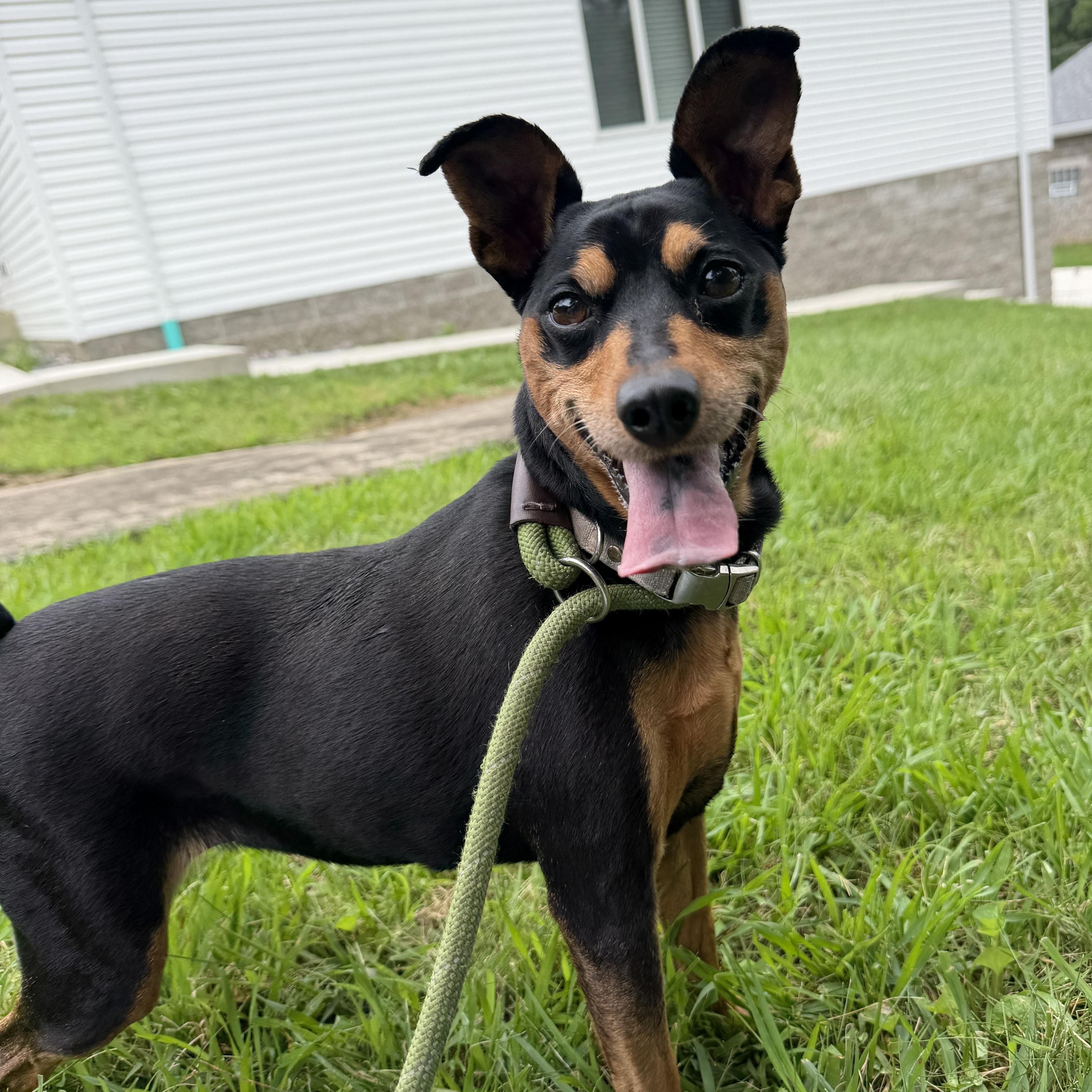 Aira, Adoptable, Senior Female Miniature Pinscher.