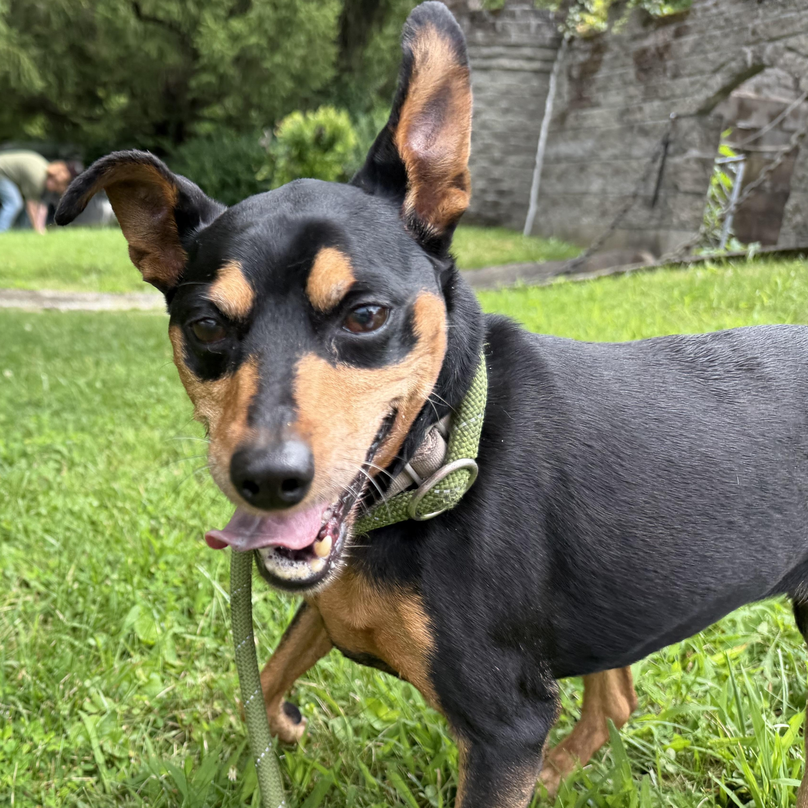 Enlarge Aira, a Adoptable mixed breed in Latrobe, PA image 3/6