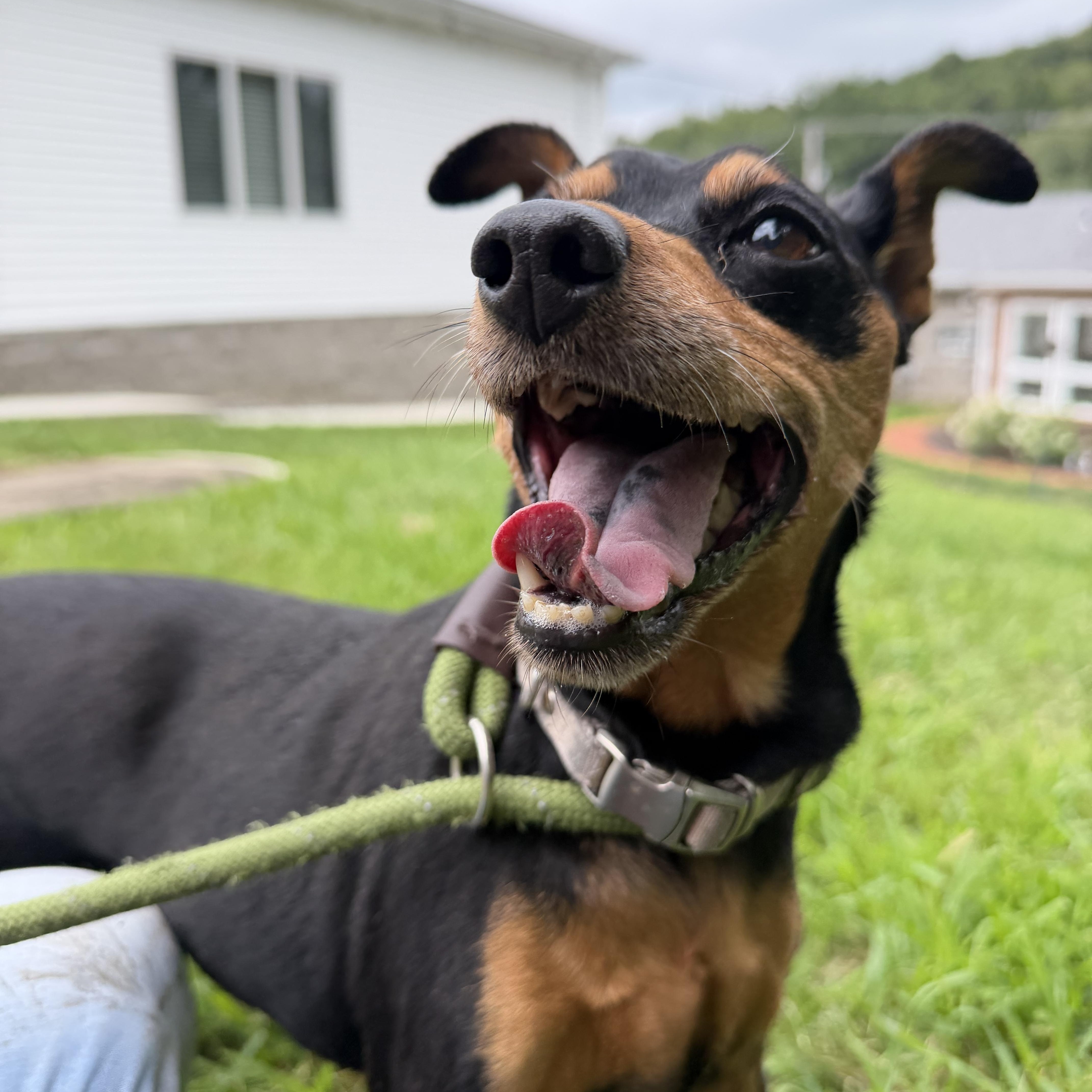 Enlarge Aira, a Adoptable mixed breed in Latrobe, PA image 6/6
