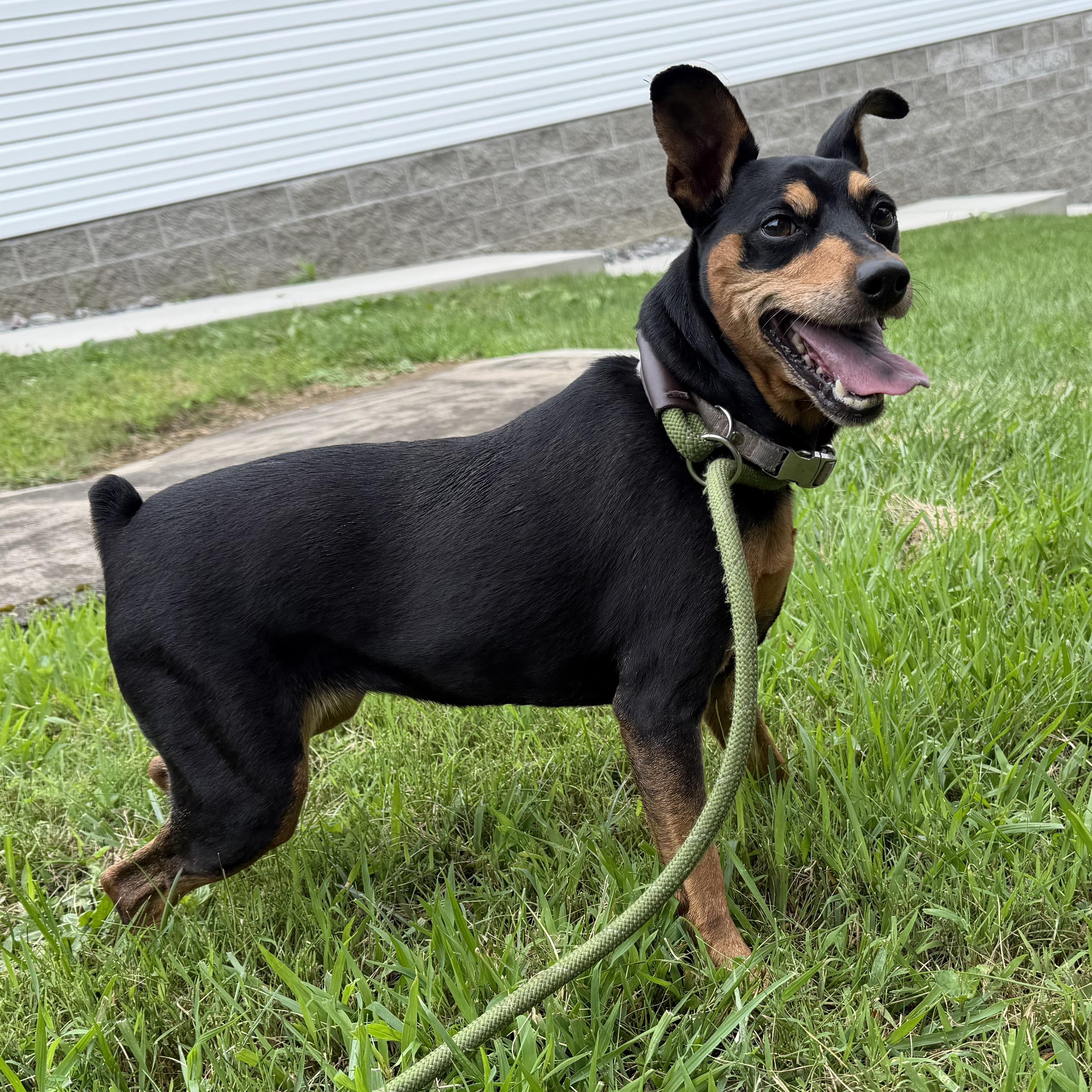 Enlarge Aira, a Adoptable mixed breed in Latrobe, PA image 2/6