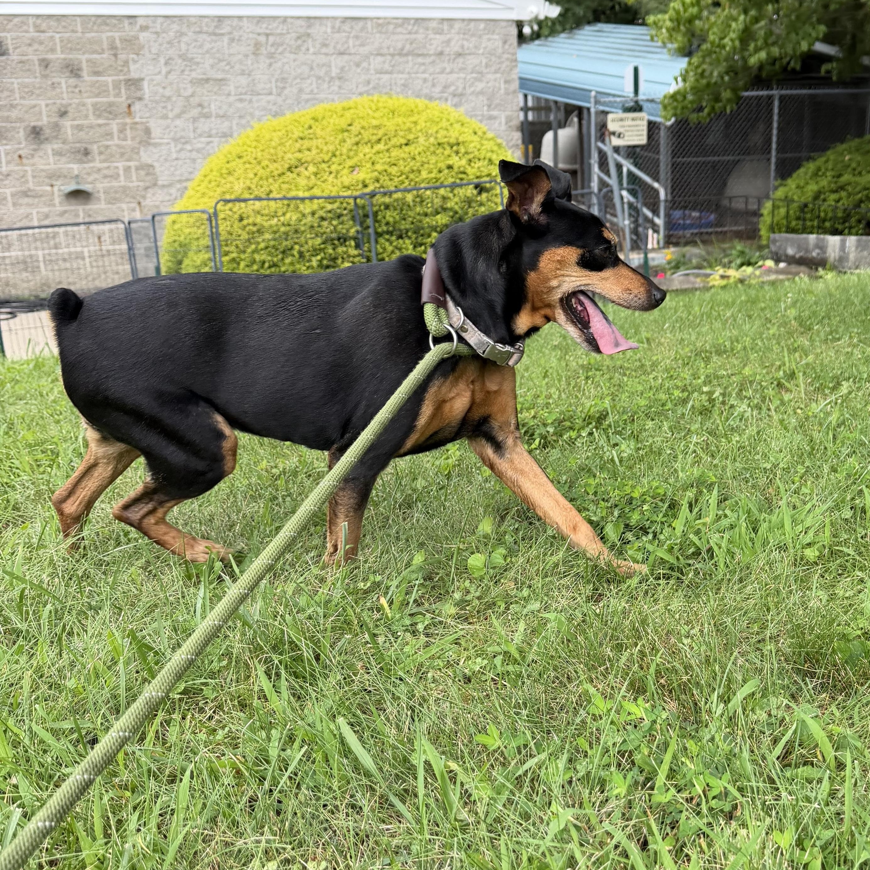 Enlarge Aira, a Adoptable mixed breed in Latrobe, PA image 4/6