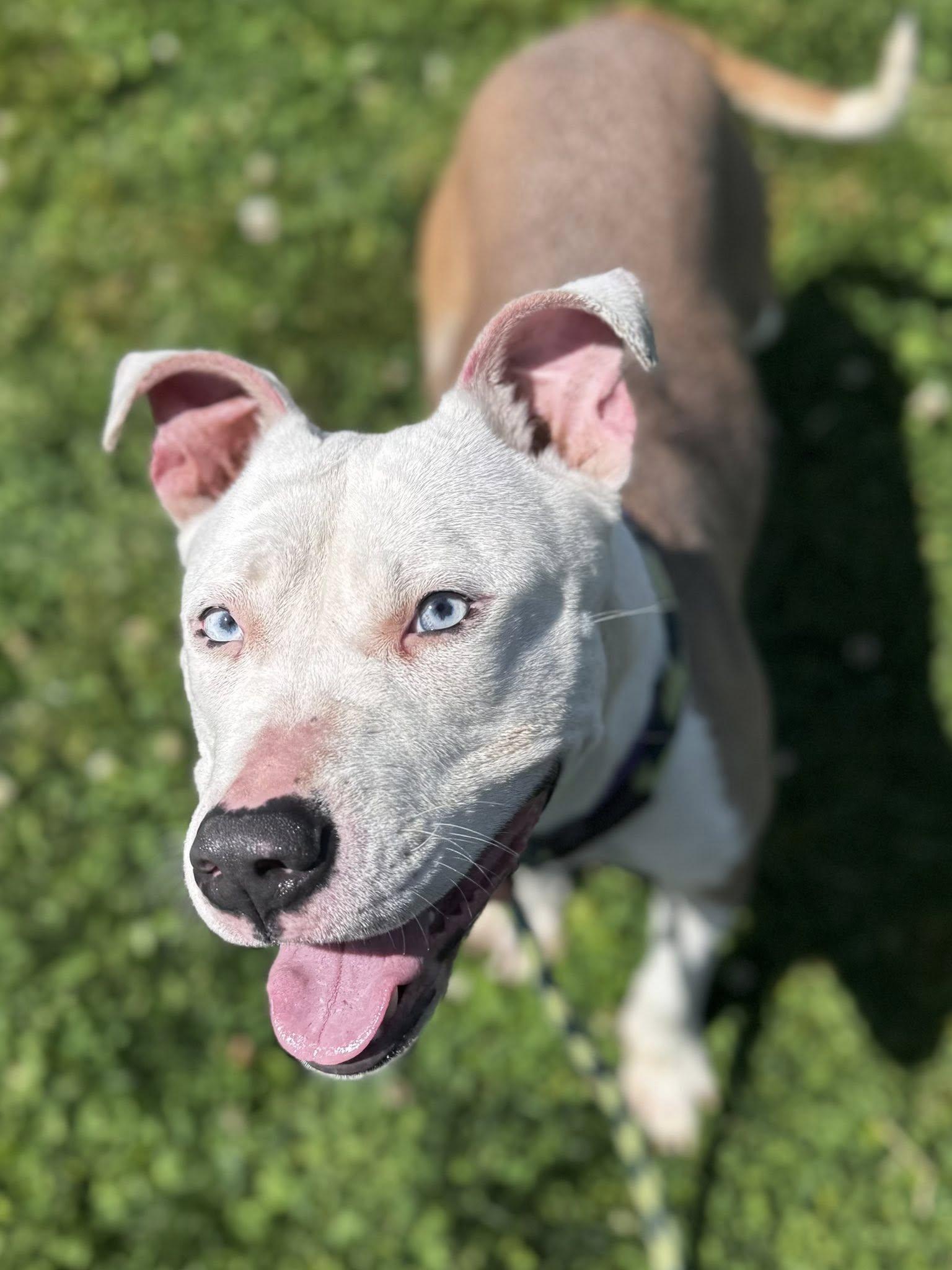 Enlarge Flip Flop, an adopted mixed breed in Cleveland, OH image 2/4