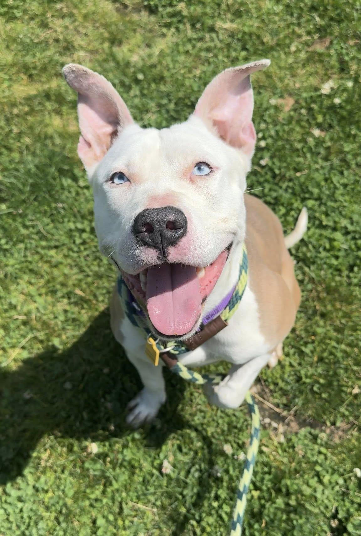 Enlarge Flip Flop, an adopted mixed breed in Cleveland, OH image 3/4