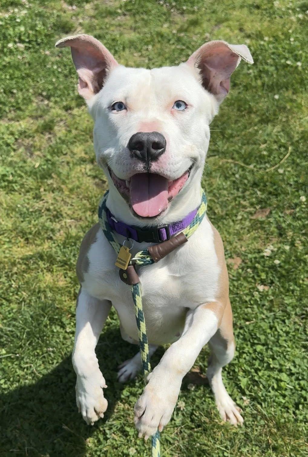 Enlarge Flip Flop, an adopted mixed breed in Cleveland, OH image 1/4