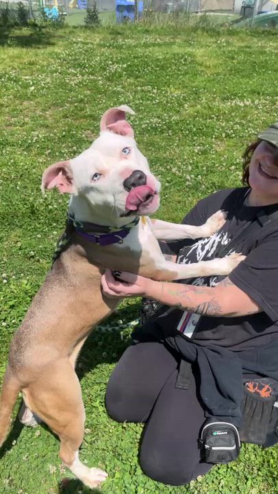 Enlarge Flip Flop, an adopted mixed breed in Cleveland, OH video 4/4