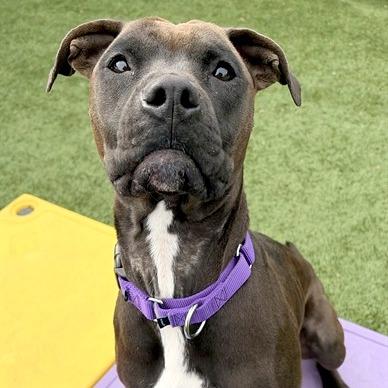 Enlarge PJ, a Adoptable mixed breed in Concord, NC image 1/6