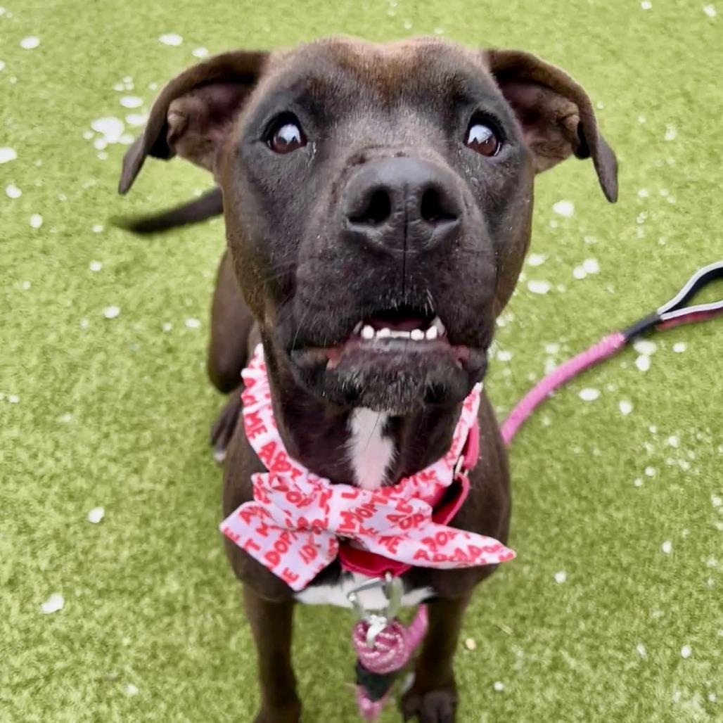 Enlarge PJ, a Adoptable mixed breed in Concord, NC image 2/6