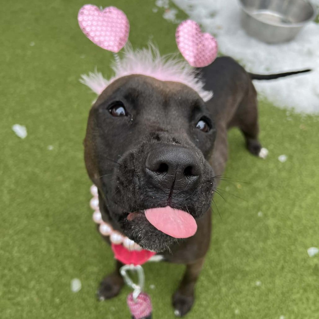 Enlarge PJ, a Adoptable mixed breed in Concord, NC image 3/6