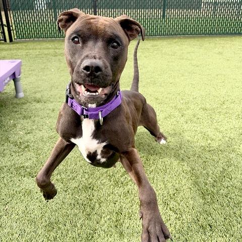 Enlarge PJ, a Adoptable mixed breed in Concord, NC image 4/6