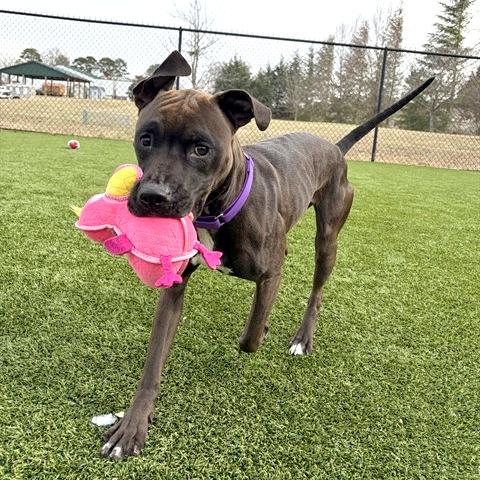 Enlarge PJ, a Adoptable mixed breed in Concord, NC image 5/6