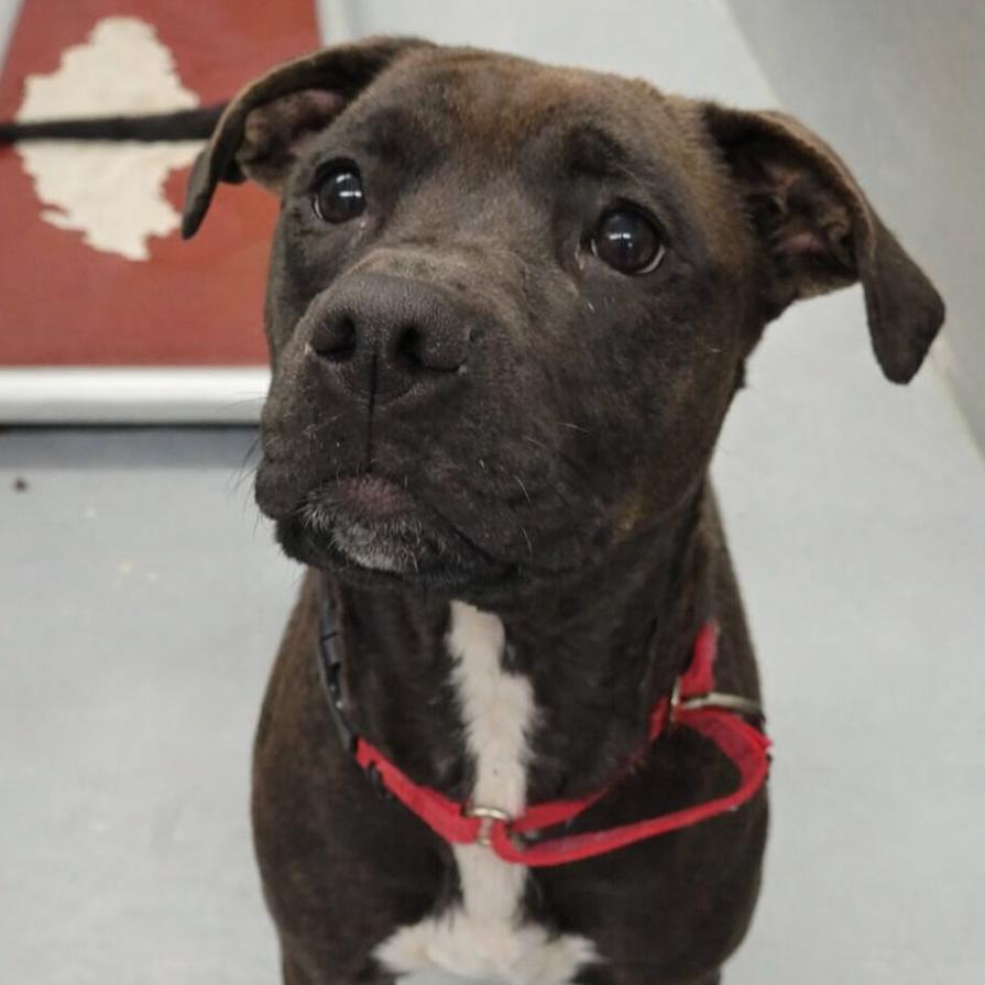 Enlarge PJ, a Adoptable mixed breed in Concord, NC image 6/6