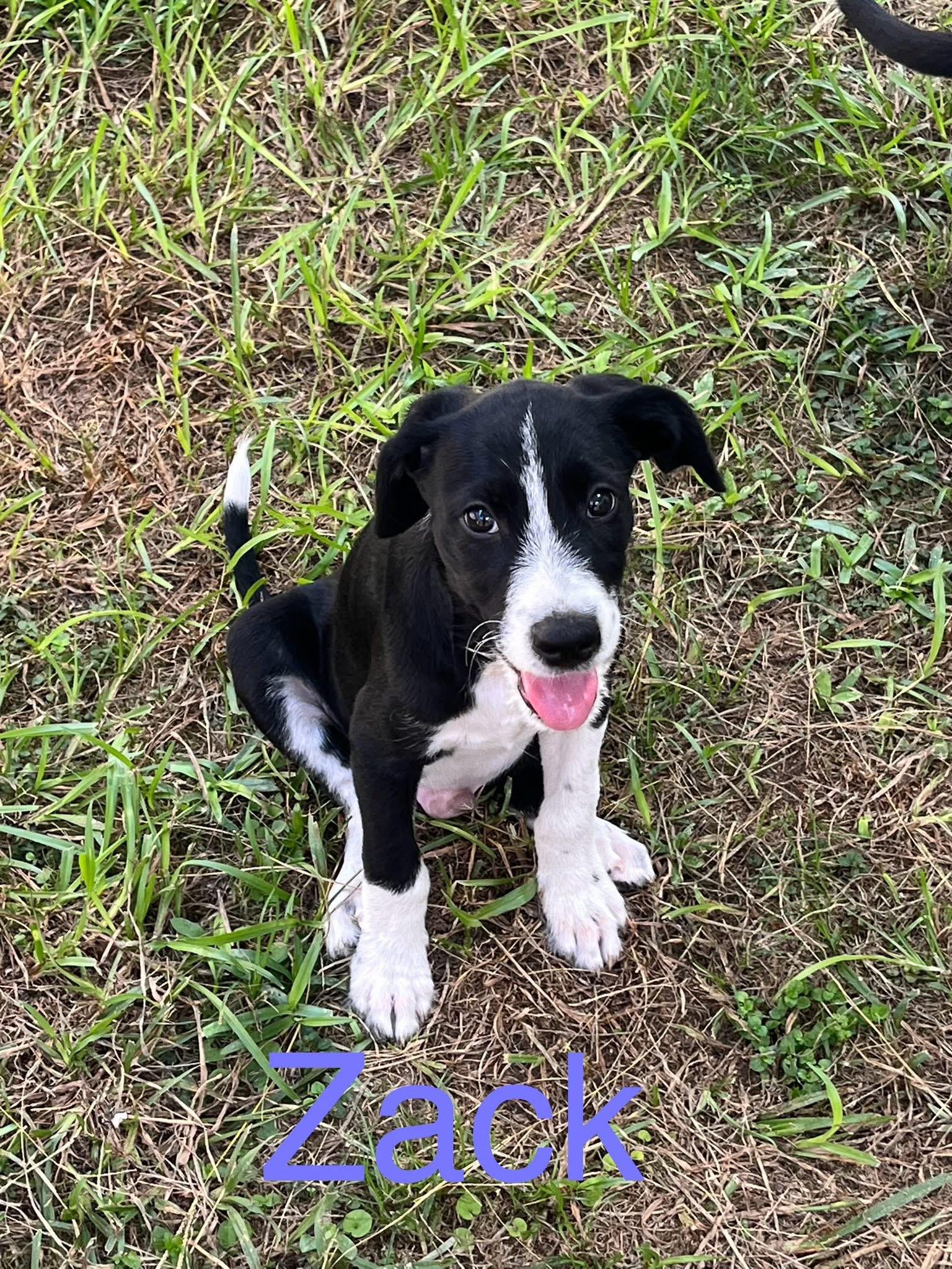 Zac