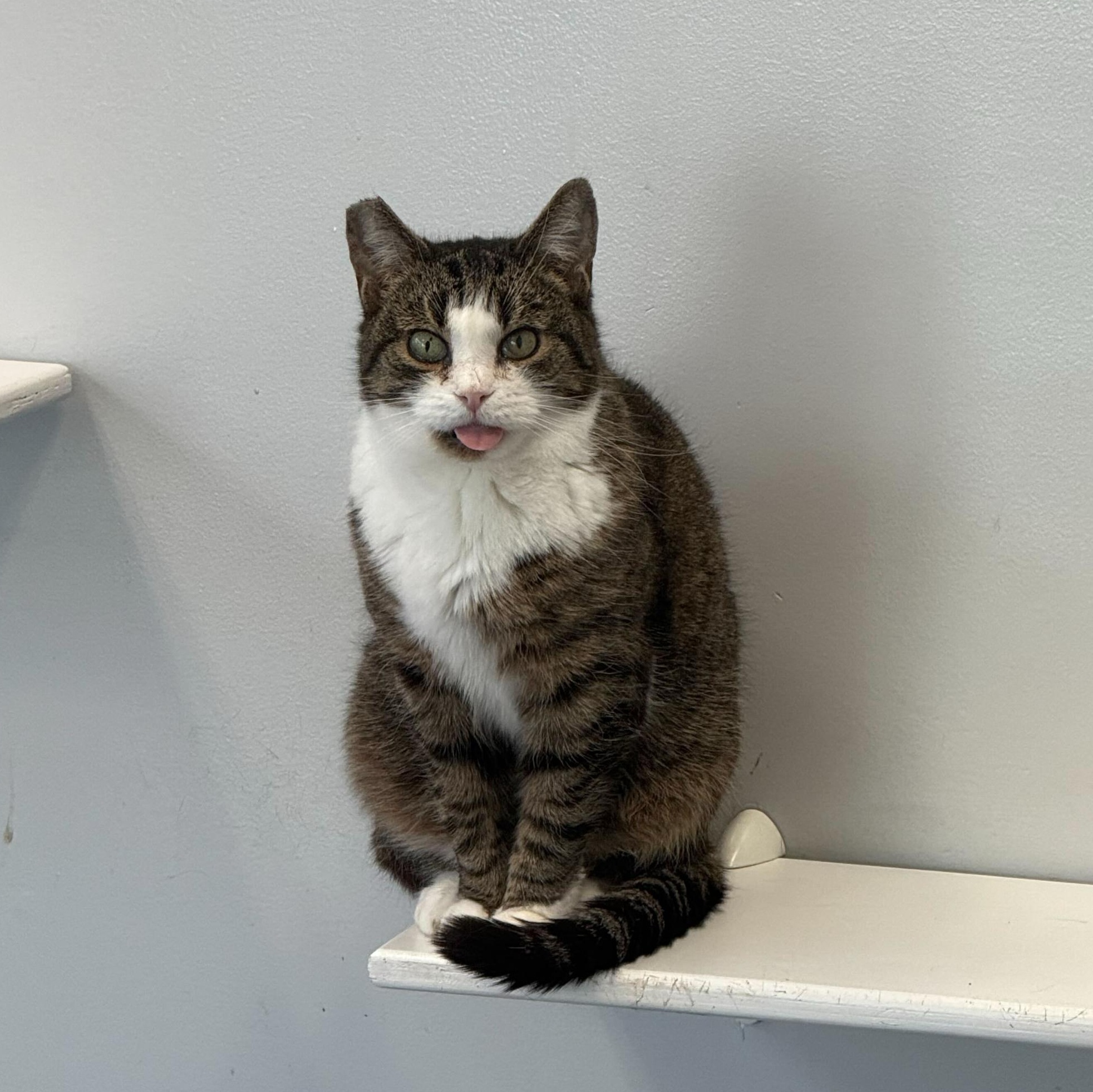Lily, a Adoptable Domestic Short Hair in North Haven, CT image 3/6