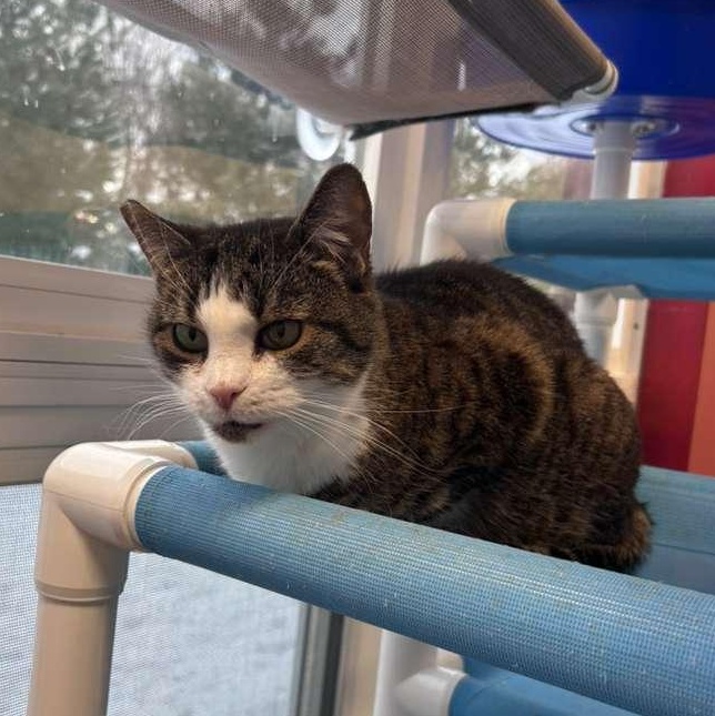 Lily, a Adoptable Domestic Short Hair in North Haven, CT image 6/6