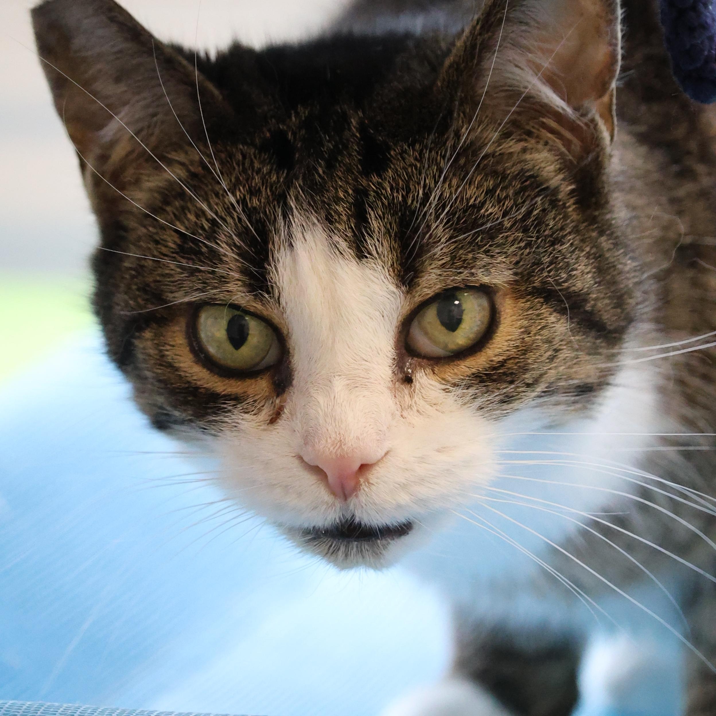 Lily, a Adoptable Domestic Short Hair in North Haven, CT image 1/6