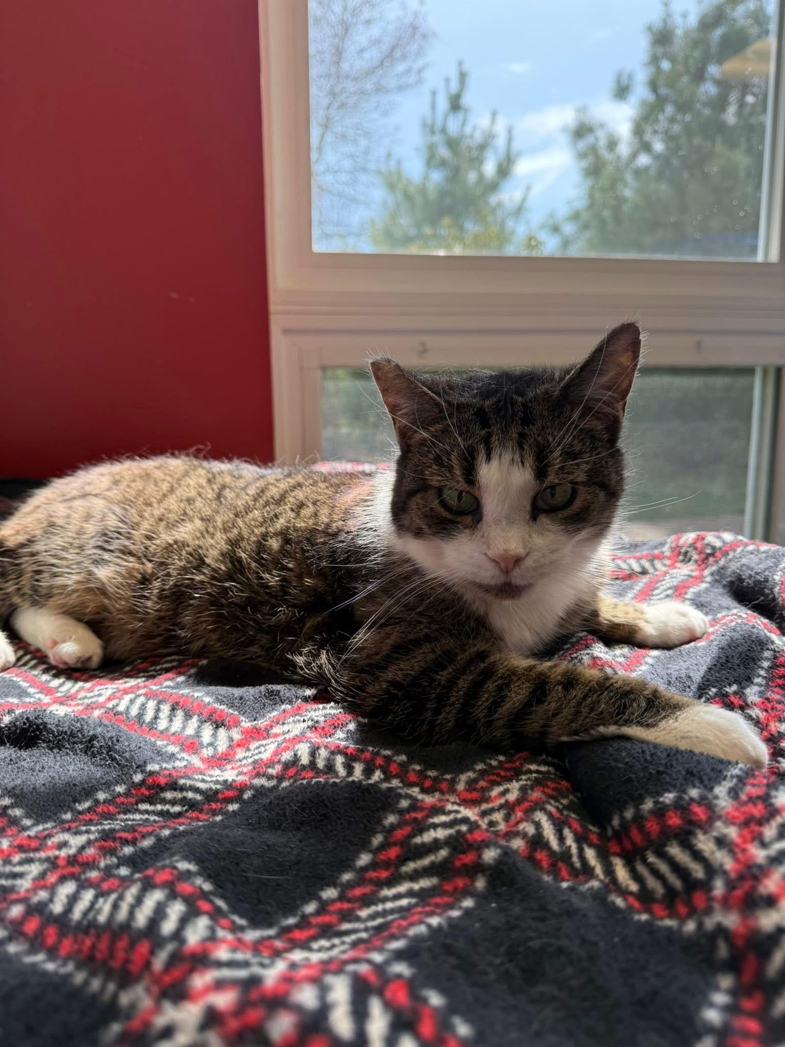 Lily, a Adoptable Domestic Short Hair in North Haven, CT image 2/6