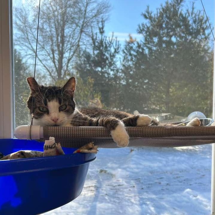 Lily, a Adoptable Domestic Short Hair in North Haven, CT image 5/6