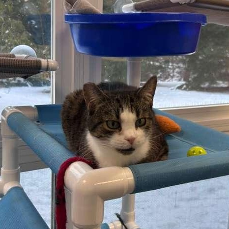 Lily, a Adoptable Domestic Short Hair in North Haven, CT image 4/6