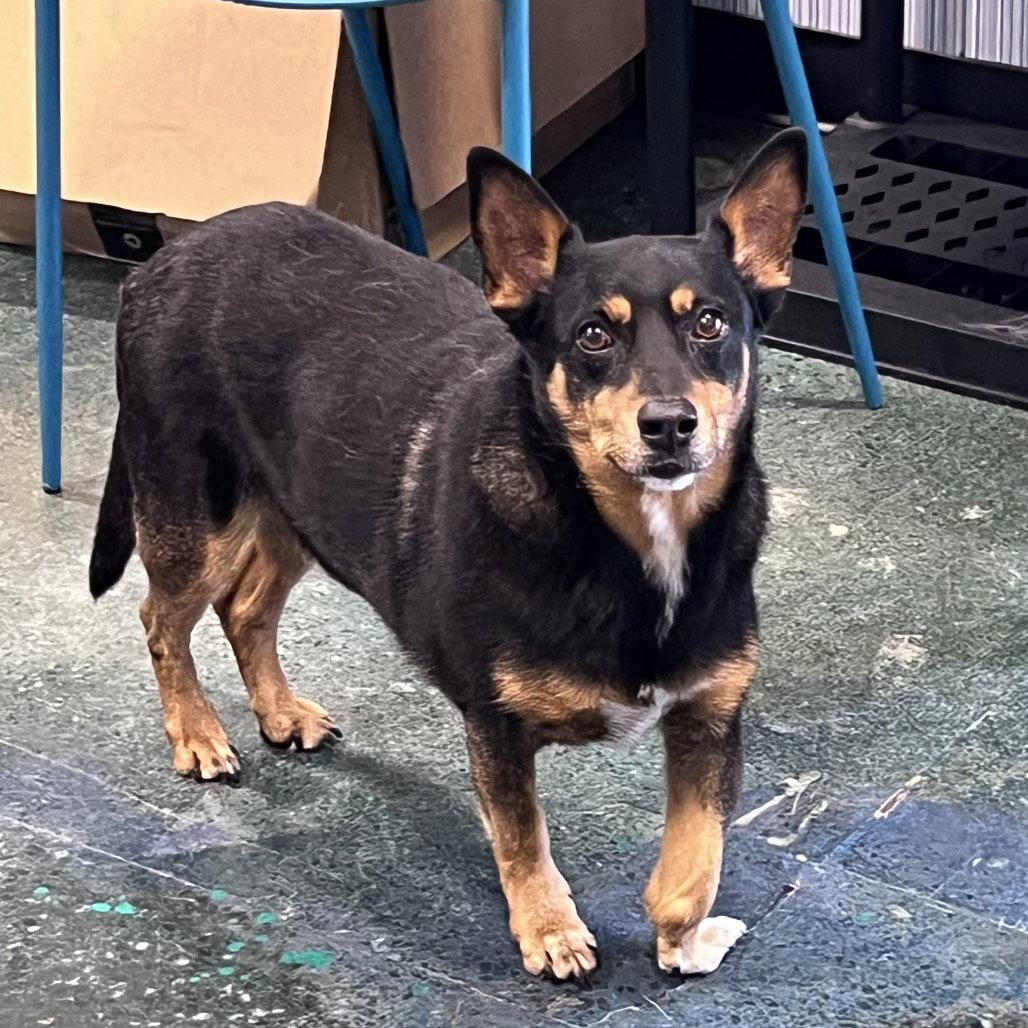 Enlarge GEORGIE, a Adopted Cattle Dog in Chico, CA image 1/1