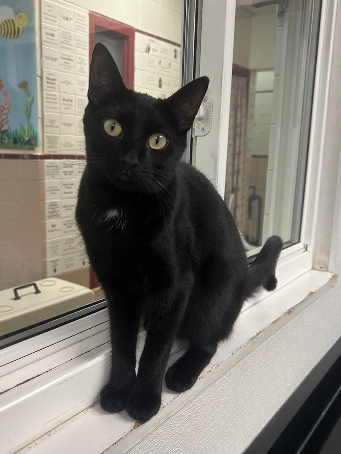 Enlarge Bash, a Adoptable Domestic Short Hair in Battle Creek, MI image 3/5