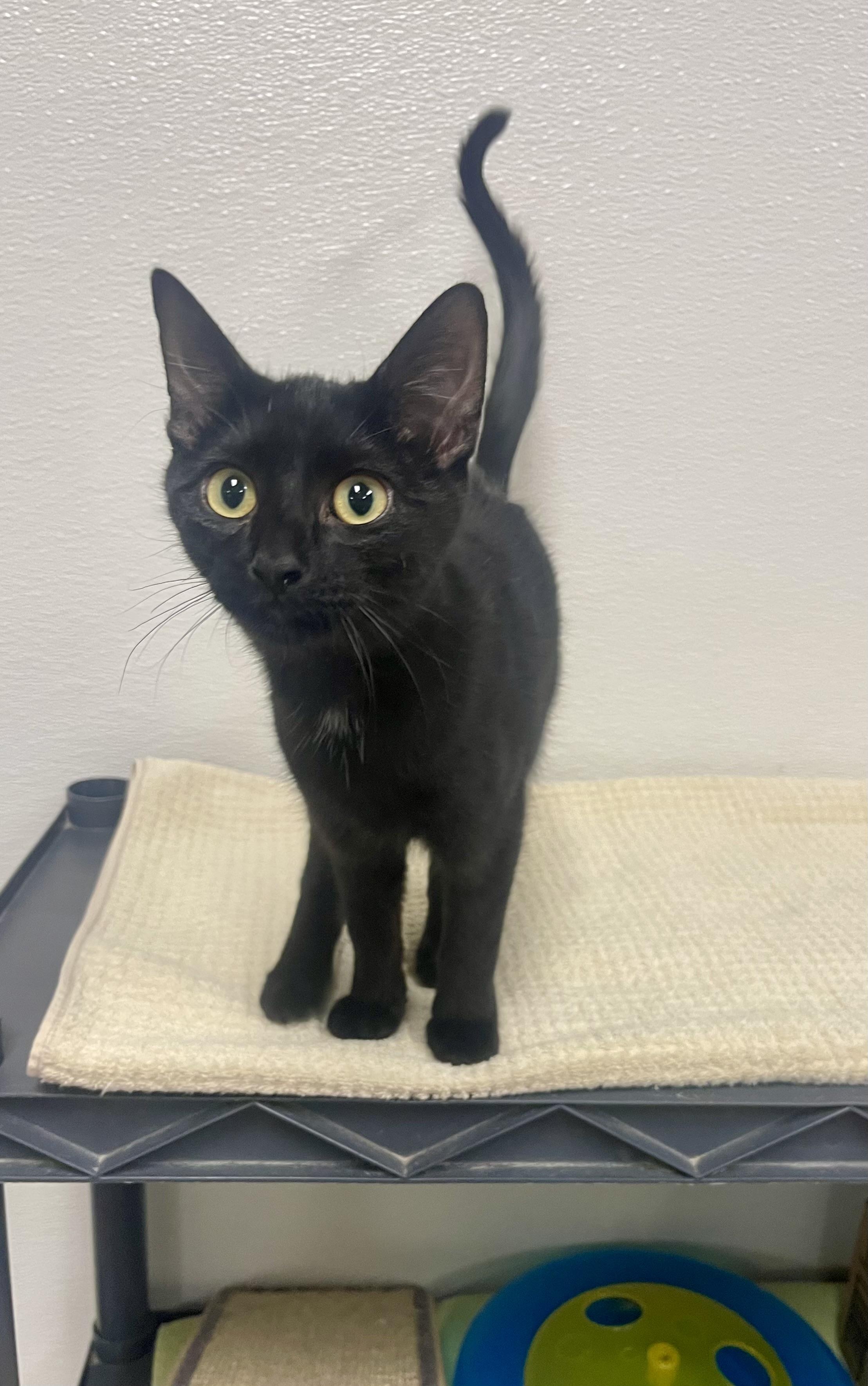 Enlarge Bash, a Adoptable Domestic Short Hair in Battle Creek, MI image 4/5