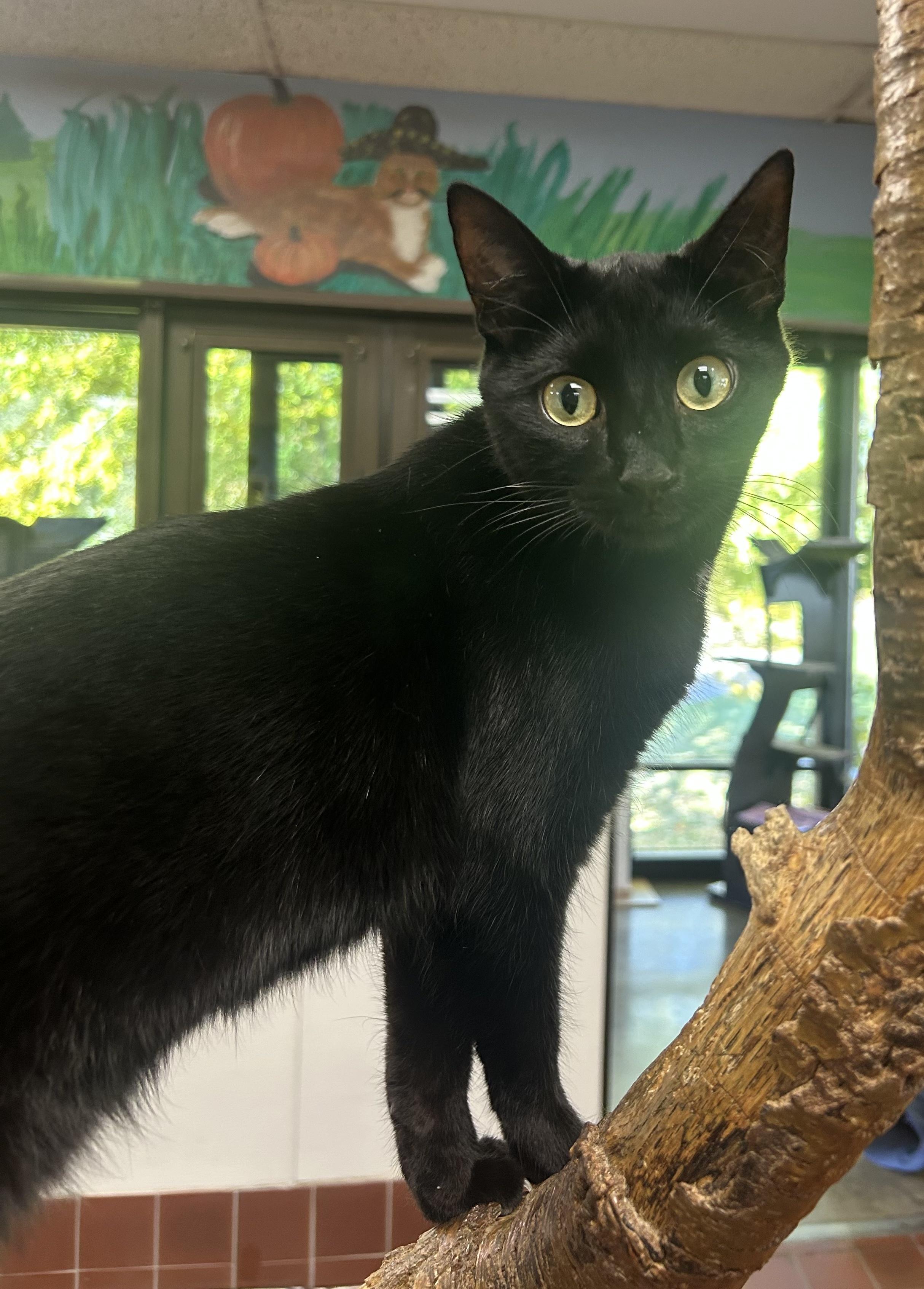 Enlarge Bash, a Adoptable Domestic Short Hair in Battle Creek, MI image 1/5