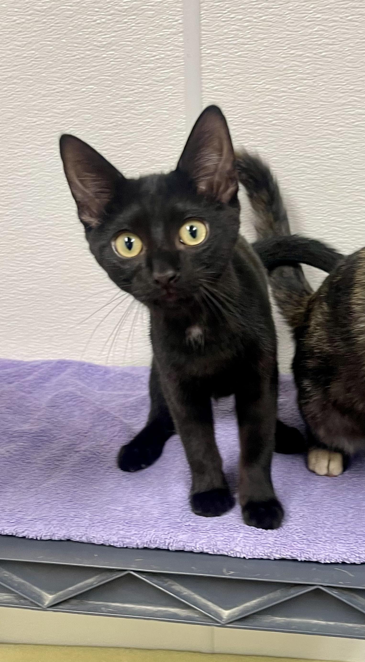 Enlarge Bash, a Adoptable Domestic Short Hair in Battle Creek, MI image 5/5