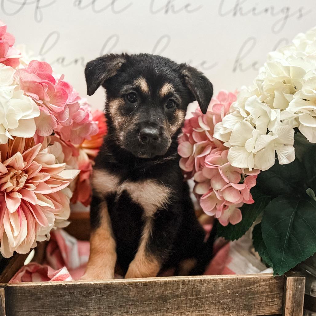 Aladar , Adoptable, Puppy Male German Shepherd Dog & Labrador Retriever.