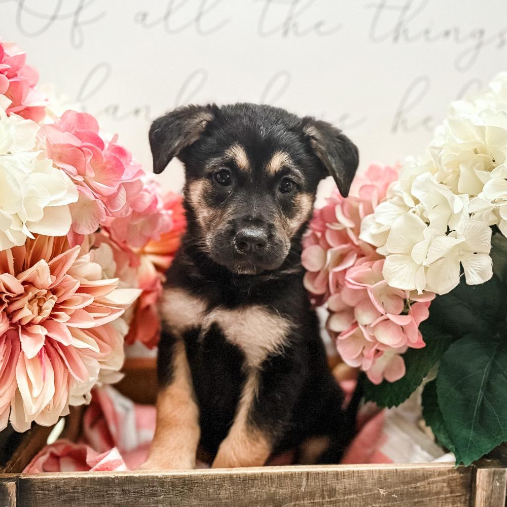 Enlarge Aladar , a Adoptable mixed breed in Newberg, OR image 2/2