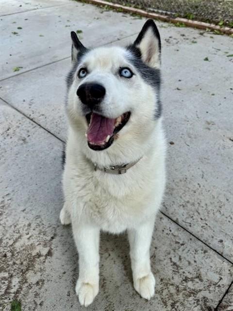 BANDIT, Adoptable, Adult Male Husky.