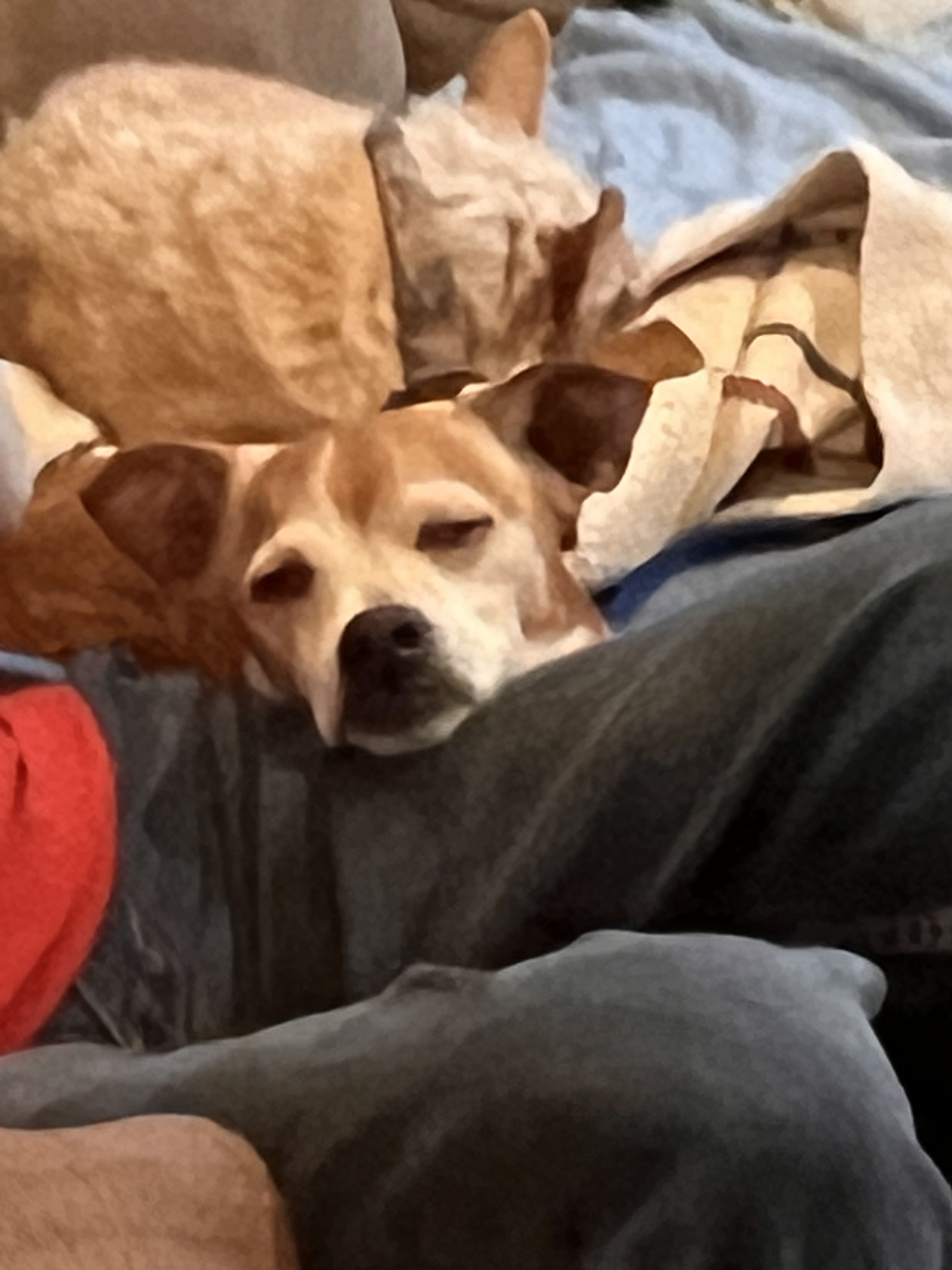 Max -Snuggle Bug and loves sunbathing, Adopted, Senior Male Chihuahua.