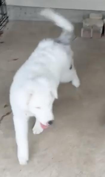Milksteak (DM), Adoptable, Puppy Male Australian Shepherd.