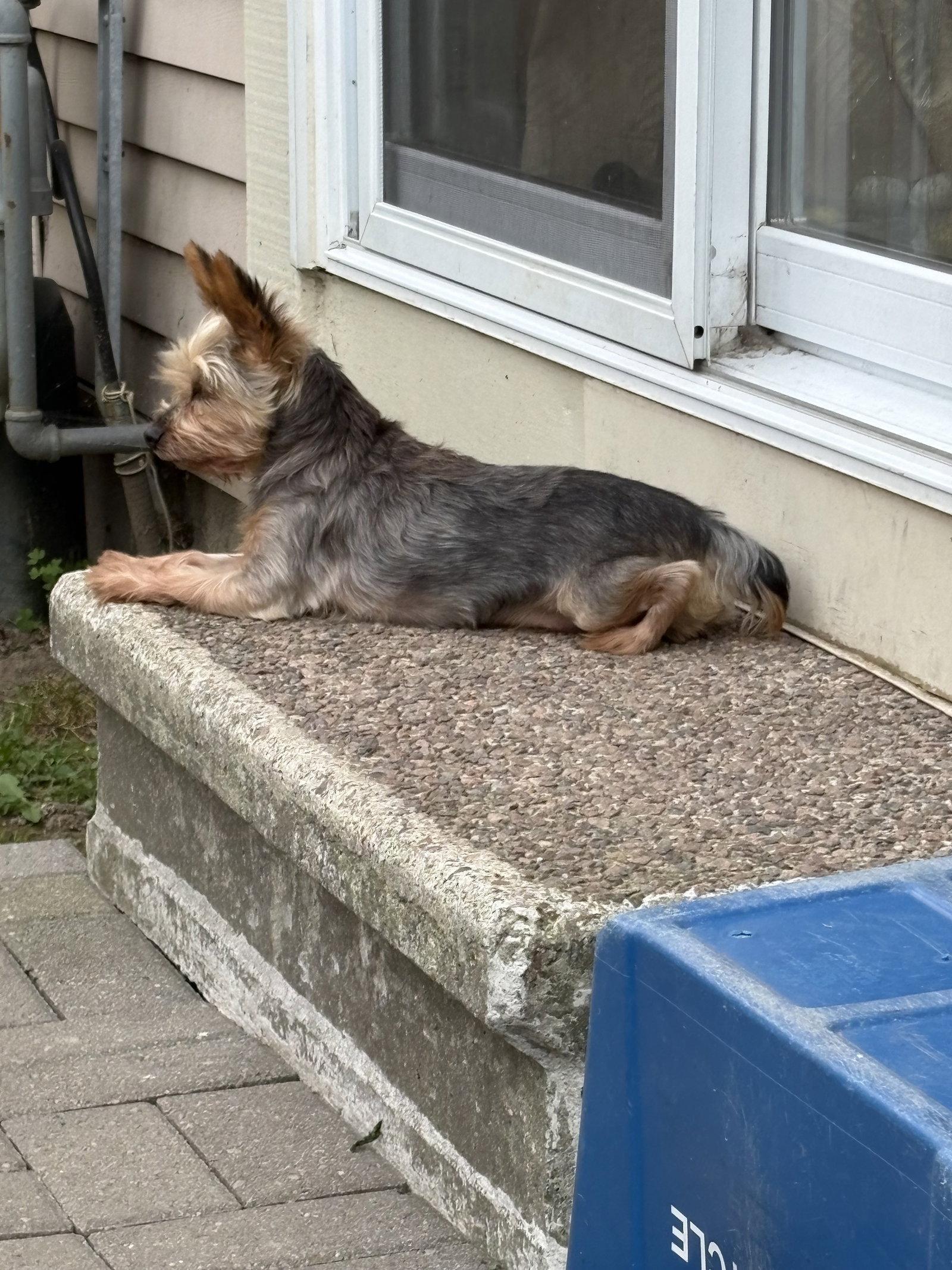 Theo 4441, Adoptable, Senior Male Yorkshire Terrier.
