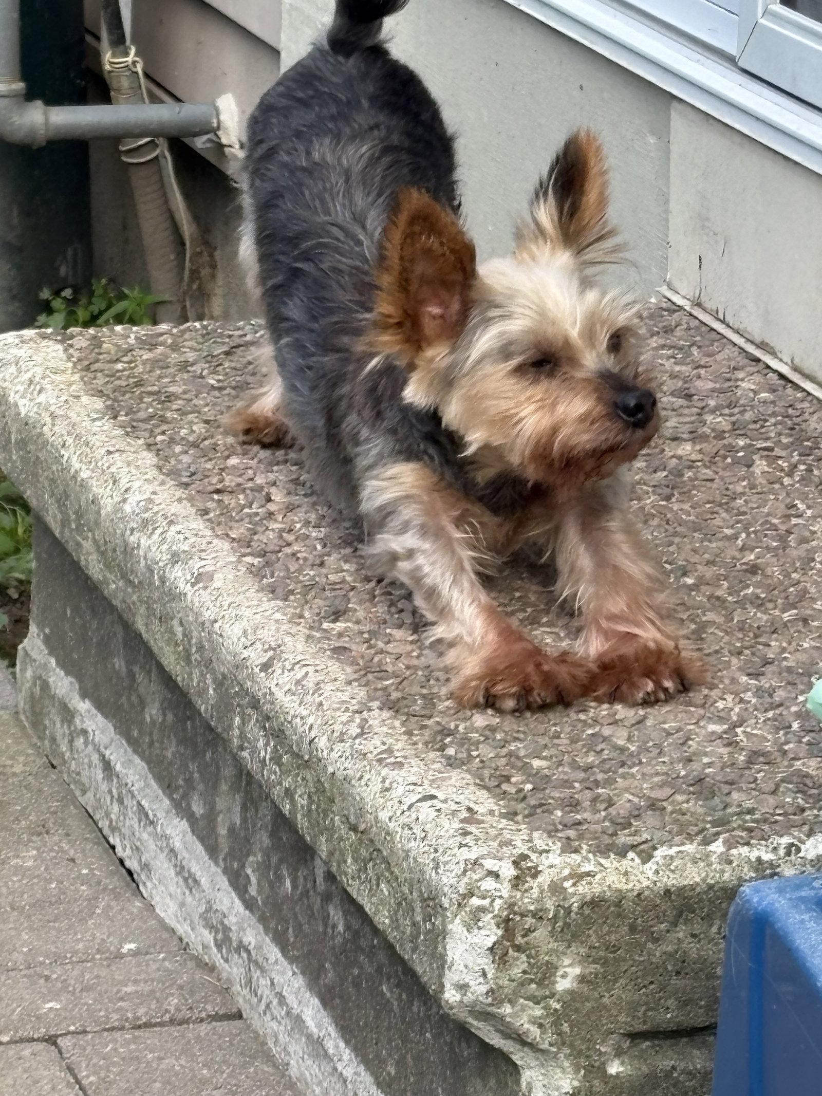 Theo 4441, a Adoptable Yorkshire Terrier in Pickering, ON image 2/3