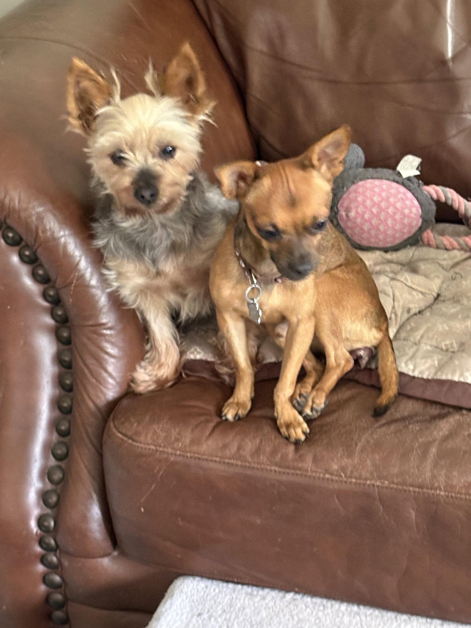 Theo 4441, a Adoptable Yorkshire Terrier in Pickering, ON image 3/3