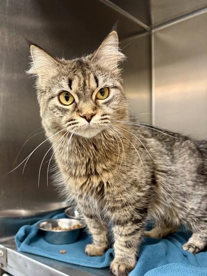 Jasper, adopted, Young Female Domestic Long Hair.