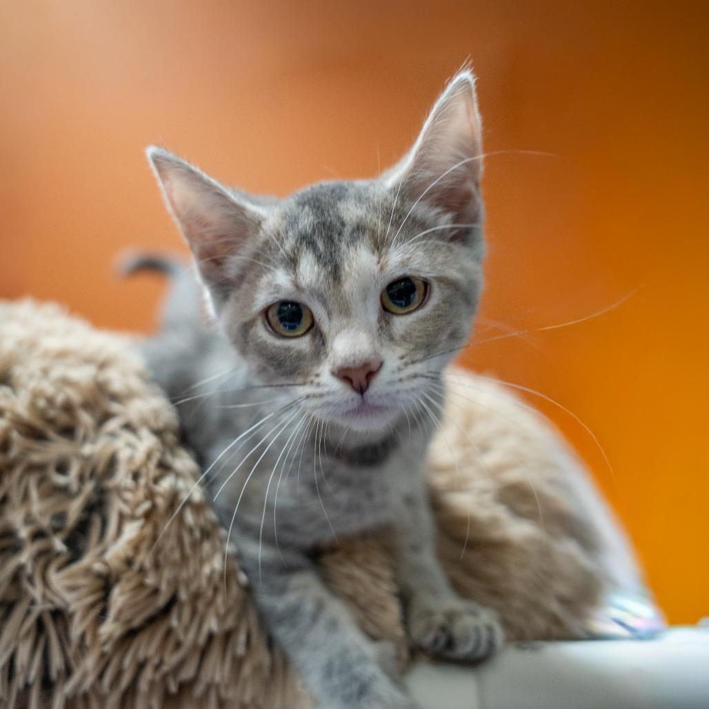 April, Adoptable, Kitten Female Domestic Short Hair.