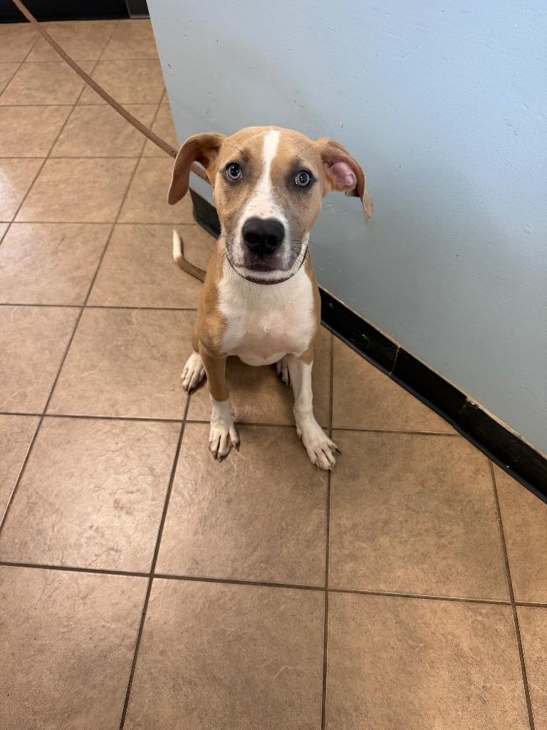 Samantha, Adoptable, Puppy Female Cane Corso & Pit Bull Terrier.