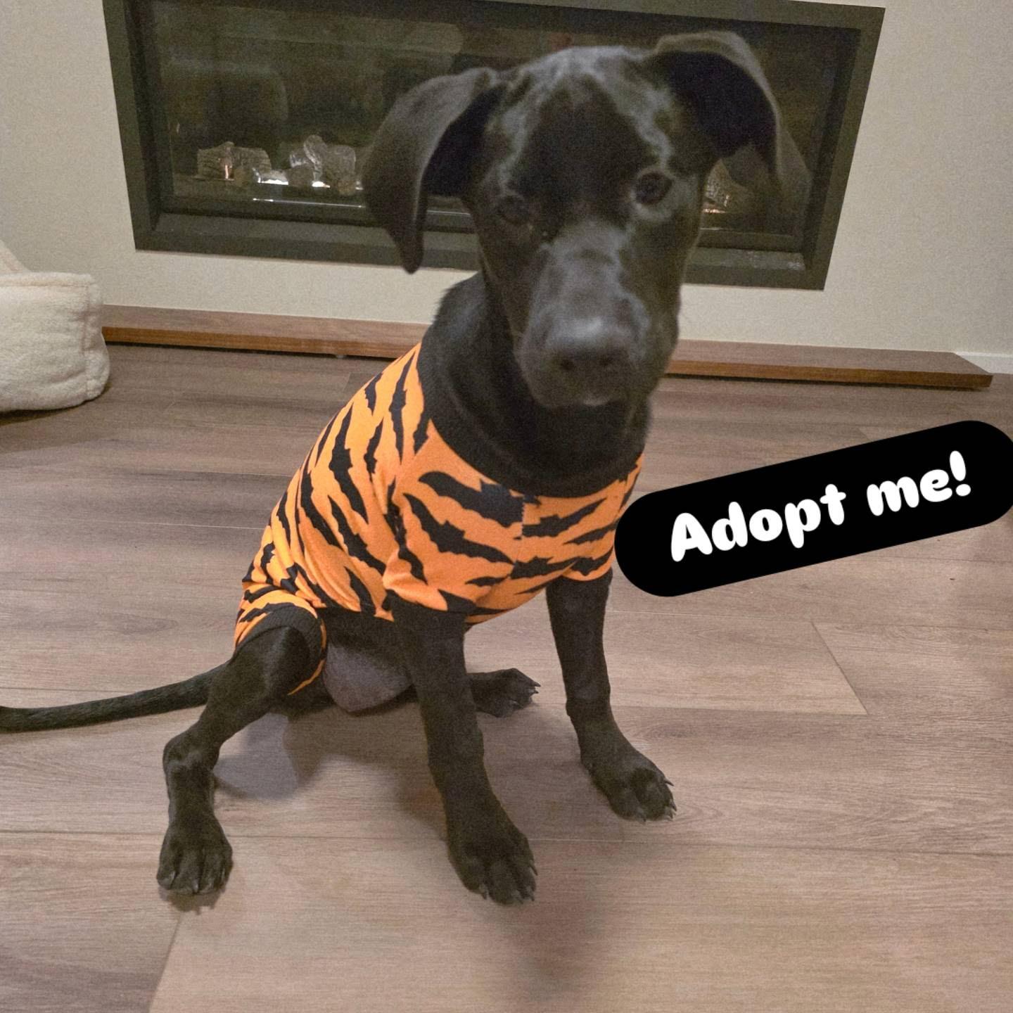 Enlarge Cocoa, a ADOPTABLE mixed breed in Bellingham, WA image 1/5